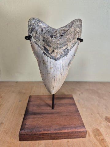 Dagger Megalodon tooth with beautiful stand! - Fossiele tand