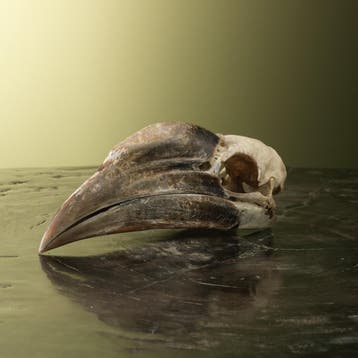 Neushoornvogel Schedel Taxidermie Opgezette Dieren By Max, Verzamelen, Dierenverzamelingen, Ophalen of Verzenden, Nieuw, Vogel