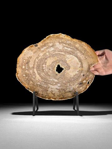 Prachtige schijf versteend hout op een op maat gemaakte