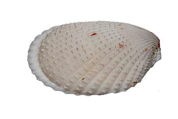 Lima vulgaris (85 mm) - Grote vijlclam - Compleet passend, Nieuw