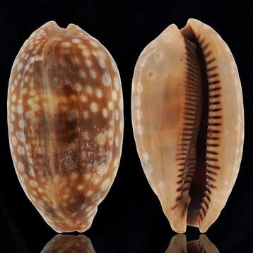 Cypraeidae-schelpenverzameling Verzamelschelp - Macrocypraea
