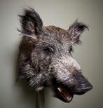 Wild Zwijn Middel Taxidermie Opgezette Dieren By Max, Ophalen of Verzenden, Nieuw, Wild dier, Opgezet dier