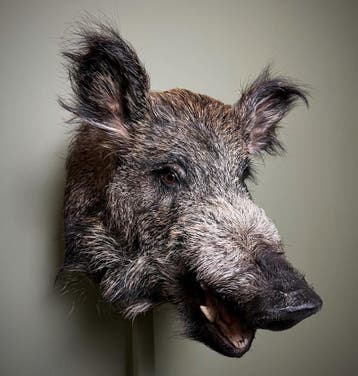 Wild Zwijn Middel Taxidermie Opgezette Dieren By Max, Verzamelen, Dierenverzamelingen, Ophalen of Verzenden, Nieuw, Wild dier
