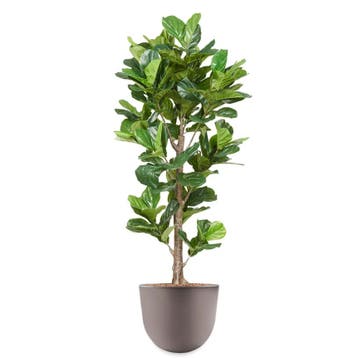 Ficus Lyrata kunstplant, H200cm, Huis en Inrichting, Ophalen of Verzenden, Overige soorten, 200 cm of meer