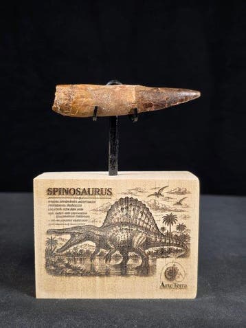 Spinosaurus - Fossiele tand - Spinosaur Aegyptiacus (Zonder