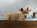 Old English Bulldog pups! | Binnenkort beschikbaar !, Parvo, Nederland, 8 tot 15 weken, Bulldog