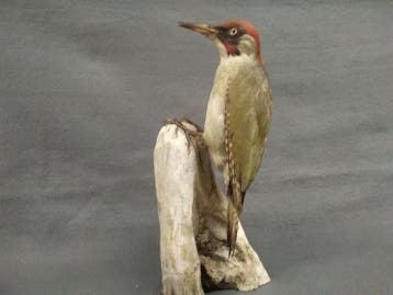 Groene specht Taxidermie volledige montage - Picus viridis -, Nieuw