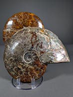 Een paar ammonieten - Gefossiliseerd dier - Cleoniceras sp., Verzamelen, Mineralen en Fossielen