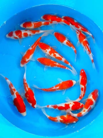 Hirasawa Marusei 22-27cm (Japanse Koi), Karper of Koi