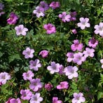 Geranium Endressii Wargrave Pink - Wortelgoed - 5 stuks, Tuin en Terras, Planten | Tuinplanten, Verzenden