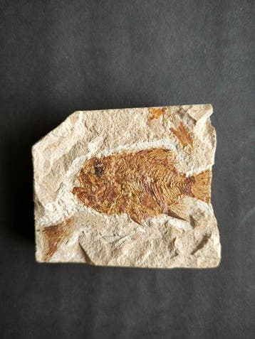 Fossiele matrix - Raro Stichopteryx Lewisi con Coprolite -, Verzamelen