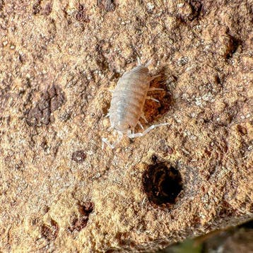 Isopod Porcellionides pruinosus “powder blue”