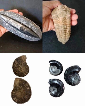 Gefossiliseerd dier (Zonder minimumprijs)