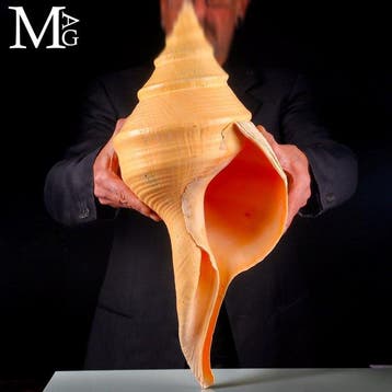 ’s werelds grootste slakkenhuis - 565 mm! - Syrinx aruanus -, Verzamelen, Nieuw