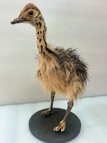 Struisvogel Taxidermie volledige montage - ostrich - 30 cm -, Nieuw