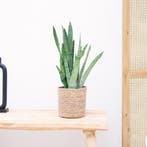 Green Bubble - Sansevieria Zeylanica - 45cm - Ø12 cm, Huis en Inrichting, Kamerplanten, Ophalen of Verzenden
