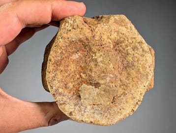 Grote plesiosauriërwervel - Fossiel fragment - Plesiosauria