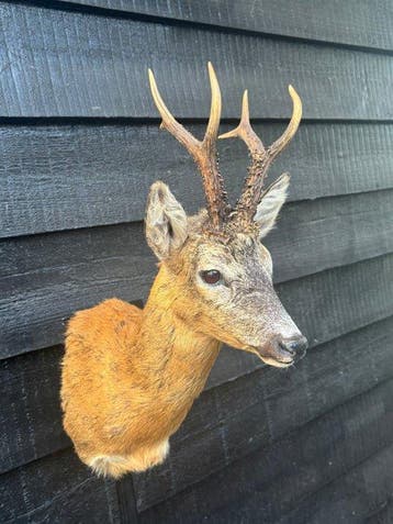 Reebok Taxidermie volledige montage - Capreolus capreolus -, Verzamelen, Nieuw