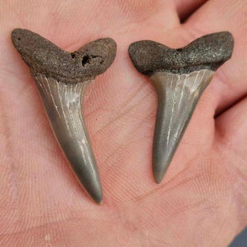 Nice set of fine Fossil Sharks Teeth - Fossiele tanden -