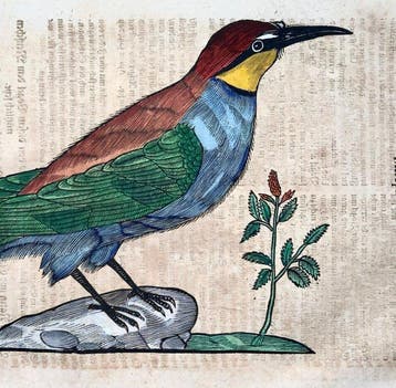 Conrad Gessner [b1516]; folio woodcut - Merops, Bee-eater -