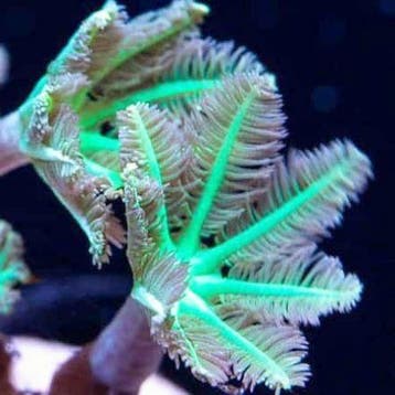 Clavularia spp (Green Clove Polyps) M (14-16 poliepen), Ophalen of Verzenden, Nieuw