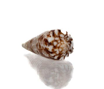 Exquis verzamelobject: Conus scalptus (39 mm) –, Antiek en Kunst