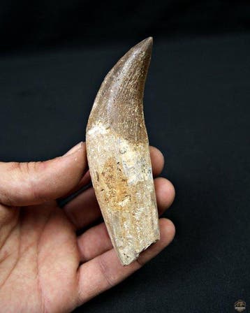 Basilosaurus (primitieve walvis) - Fossiele kies - Colmillo