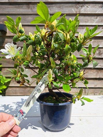 ‘Kaminoyamakirin’ Satsuki Azalea bonsai - Hoogte (boom): 22