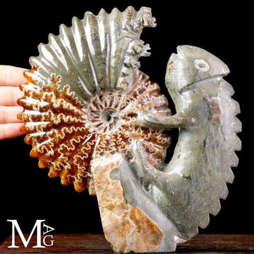 Fossiele Sculptuur - Uitgehouwen Cleoniceras-ammoniet met