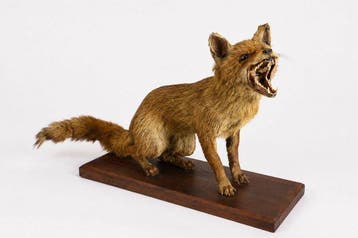 Rode vos Taxidermie volledige montage - Vulpes Vulpes - 50