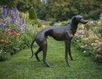 Beeld, Bronze: XL Greyhound Dog - 77 cm - Brons - 2026