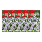 Bloemzaden juffertje in het groen | VT | 5 stuks, Tuin en Terras, Bloembollen en Zaden, Verzenden