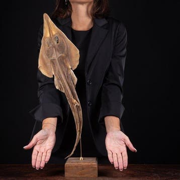 Schopneusguitarfish op maat gemaakt voetstuk - Pesce