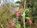Rode ribes , ribes sanguineum 'King Edward VII', Ophalen of Verzenden, Minder dan 100 cm