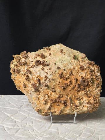 Fossiel - Gefossiliseerd dier - piece of seabed hundreds of, Verzamelen, Mineralen en Fossielen