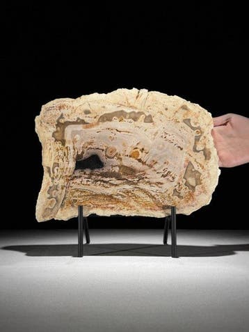Prachtige snede van versteend hout op een op maat gemaakte