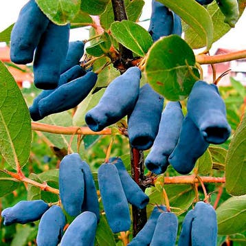 Honingbes Kamtschatica container (P11) Geel, Wit, Verzenden