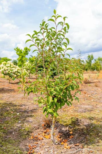 Stewartia pseudocamellia meerstammig 250-300, Tuin en Terras