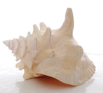 Zeeslak Zeeschelp - Strombus gigas