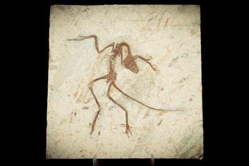Fossiele matrix - Anchiornis - 34.5 cm - 34 cm