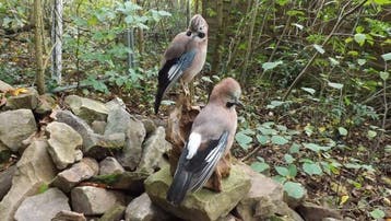 Gaai Taxidermie volledige montage - Garrulus glandarius -, Nieuw