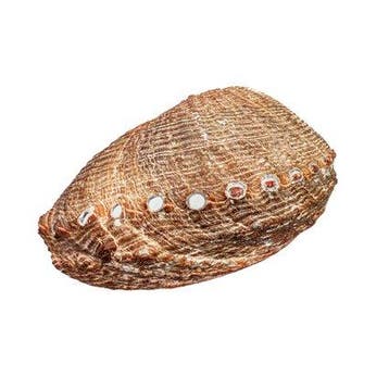 Haliotis walallensis - Zeldzame Platte Abalone -, Nieuw