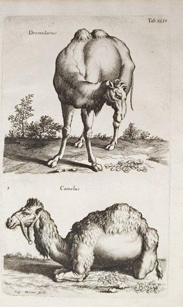John Jonston (1603–1675) - Dromedary and Camel – Engraving