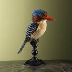 Zebra-IJsvogel M Taxidermie Opgezette Dieren By Max, Ophalen of Verzenden, Nieuw, Vogel, Opgezet dier