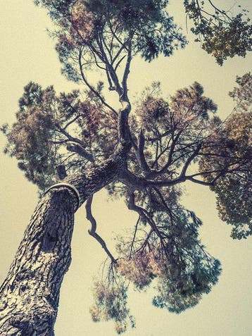 Jorge Omeñaca - Pinus Pinae - XL