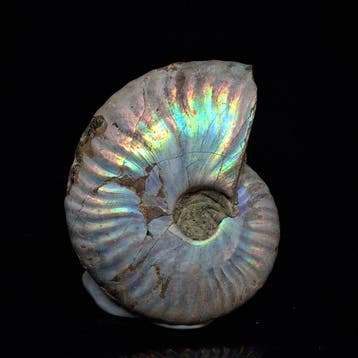 iriserende ammoniet - Gefossiliseerde schelp - Aioloceras, Verzamelen