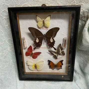 Vlinder Balg - Mixed species (including Papilio and other