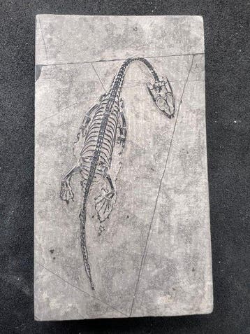 Zeereptiel - Gefossiliseerd dier - Fossile de Keichousaurus