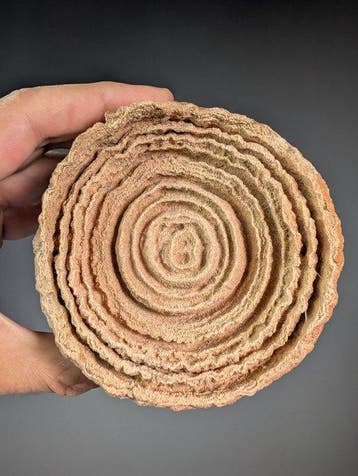 Woestijnroos (stromatoliet) op stand - Hoogte: 10.5 cm -