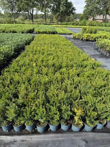 Taxus pot gekweekt, Ophalen, Overige soorten
